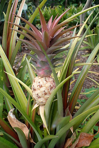 Ananas lucidus